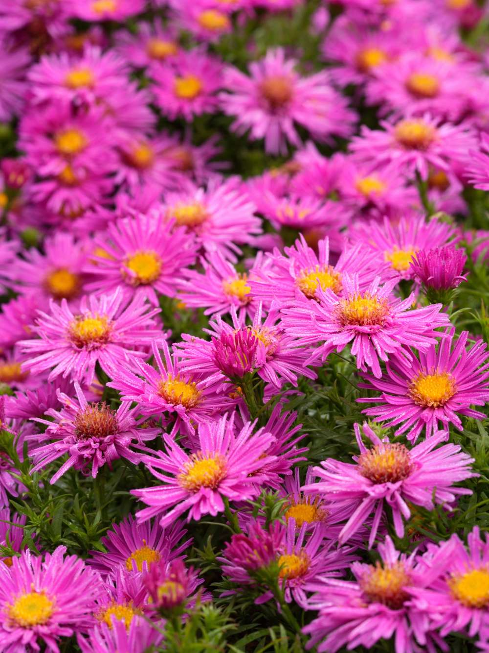 Asters 'Alice Haslam'